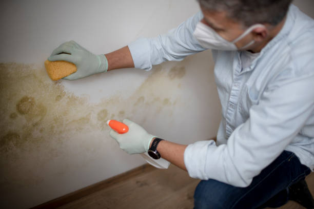 Best Residential Mold Remediation in Mocksville, NC